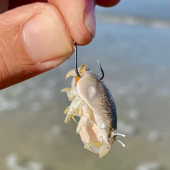 Muy-Muy, la carnada más EFECTIVA?