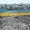 Pesca de Anchoveta en el Perú.